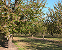 Orchard 5
